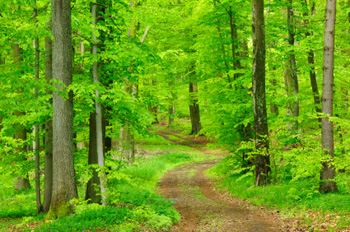 Elf nieuwe bebossingsprojecten in Vlaanderen